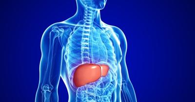 ฟื้นฟูตับ ด้วยโปรแกรม Liver Detox